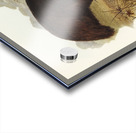 Chestnut-breasted Cuckoo Cacomantis castaneiventris illustrated by Elizabeth Gould 1804–1841 for John Gould’s 1804-1881 Birds of Australia  Acrylic print