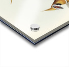 White-bellied Bronzewing Lophophaps leucogaster illustrated by Elizabeth Gould 1804–1841 for John Gould’s 1804-1881 Birds of Australia  Acrylic print