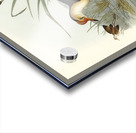 Gallinaceous Parra Parra gallinacea illustrated by Elizabeth Gould 1804–1841 for John Gould’s 1804-1881 Birds of Australia  Acrylic print