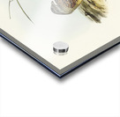 Chestnut-backed Hemipode Hemipodius castanotus illustrated by Elizabeth Gould 1804–1841 for John Gould’s 1804-1881 Birds of Australia  Acrylic print