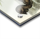 Musk Duck Biziura lobata illustrated by Elizabeth Gould 1804–1841 for John Gould’s 1804-1881 Birds of Australia  Acrylic print