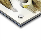 Wattle Pewit Lobivanellus lobatus illustrated by illustrated by Elizabeth Gould 1804–1841 for John Gould’s 1804-1881 Birds of Australia  Acrylic print