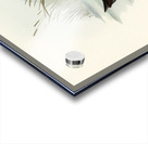 Water Crake Porzana palustris illustrated by Elizabeth Gould 1804–1841 for John Gould’s 1804-1881 Birds of Australia  Acrylic print