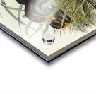 Australian Wild Duck Anus superciliosa illustrated by Elizabeth Gould 1804–1841 for John Gould’s 1804-1881 Birds of Australia  Acrylic print