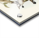 Striated Sittella Sittella striata illustrated by Elizabeth Gould 1804–1841 for John Gould’s 1804-1881 Birds of Australia  Acrylic print