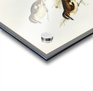 White-eyebrowed Robin Petroica superciliosa illustrated by Elizabeth Gould 1804–1841 for John Gould’s 1804-1881 Birds of Australia  Acrylic print