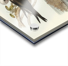 Lesser Noddy Anous melanops illustrated by Elizabeth Gould 1804–1841 for John Gould’s 1804-1881 Birds of Australia  Acrylic print