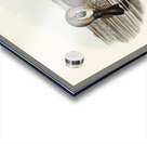 Membranaceous Duck Malacorhynchus membranaceus illustrated by Elizabeth Gould 1804–1841 for John Gould’s 1804-1881 Birds of Australia  Acrylic print