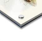 Chestnut-bellied Rail Eulabeornis castaneoventris illustrated by Elizabeth Gould 1804–1841 for John Gould’s 1804-1881 Birds of Australia  Acrylic print