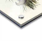 Sombre Partridge Synoicus sordidus illustrated by Elizabeth Gould 1804–1841 for John Gould’s 1804-1881 Birds of Australia  Acrylic print