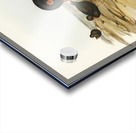 Sooty Oyster-Catcher Haematopus fuliginosus illustrated by Elizabeth Gould 1804–1841 for John Gould’s 1804-1881 Birds of Australia  Acrylic print