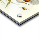 Minute Bittern Ardetta pusilla illustrated by Elizabeth Gould 1804–1841 for John Gould’s 1804-1881 Birds of Australia  Acrylic print