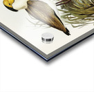 Masked Pewit Lobivanellus personatus illustrated by Elizabeth Gould 1804–1841 for John Gould’s 1804-1881 Birds of Australia  Acrylic print