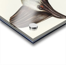 Australian Cassowary Casuarius australisillustrated by Elizabeth Gould 1804–1841 for John Gould’s 1804-1881 Birds of Australia  Acrylic print