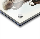 Australian Spine-tailed Swallow Acanthylis caudacuta illustrated by Elizabeth Gould 1804–1841 for John Gould’s 1804-1881 Birds of Australia  Acrylic print