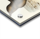 Skua Gull Lestris Catarractes illustrated by Elizabeth Gould 1804–1841 for John Gould’s 1804-1881 Birds of Australia  Acrylic print