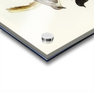 Pied Robin Petroica bicolor Swains illustrated by Elizabeth Gould 1804–1841 for John Gould’s 1804-1881 Birds of Australia  Acrylic print