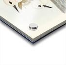 White Tern Gygis candida illustrated by Elizabeth Gould 1804–1841 for John Gould’s 1804-1881 Birds of Australia  Acrylic print