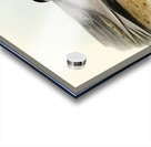 Black-naped Tern Sterna melanauchen illustrated by Elizabeth Gould 1804–1841 for John Gould’s 1804-1881 Birds of Australia  Acrylic print