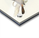 Scrub Robin Drymodes brunneopygia illustrated by Elizabeth Gould 1804–1841 for John Gould’s 1804-1881 Birds of Australia  Acrylic print