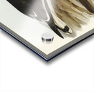 Pacific Gull Larus Pacificus illustrated by Elizabeth Gould 1804–1841 for John Gould’s 1804-1881 Birds of Australia  Acrylic print