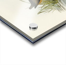 White-eyebrowed Water Crake Porzana leucophrys illustrated by Elizabeth Gould 1804–1841 for John Gould’s 1804-1881 Birds of Australia  Acrylic print