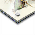 Standard-Wing Semioptera Wallacei illustrated by Elizabeth Gould 1804–1841 for John Gould’s 1804-1881 Birds of Australia  Acrylic print