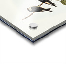 Tree Martin Collocalia arborea illustrated by Elizabeth Gould 1804–1841 for John Gould’s 1804-1881 Birds of Australia  Acrylic print