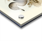 Freckled Duck Anus naevosa illustrated by Elizabeth Gould 1804–1841 for John Gould’s 1804-1881 Birds of Australia  Acrylic print