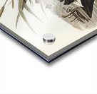 Black Swan Cygnus atratus illustrated by Elizabeth Gould 1804–1841 for John Gould’s 1804-1881 Birds of Australia  Acrylic print