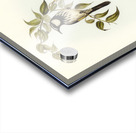 White-cheeked Honey-eater Meliphaga sericea illustrated by Elizabeth Gould 1804–1841 for John Gould’s 1804-1881 Birds of Australia  Acrylic print