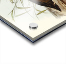 Chesnut-breasted Duck Anas punctata illustrated by Elizabeth Gould 1804–1841 for John Gould’s 1804-1881 Birds of Australia  Acrylic print