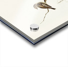 Red-capped Robin Petroica Goodenovii illustrated by Elizabeth Gould 1804–1841 for John Gould’s 1804-1881 Birds of Australia  Acrylic print