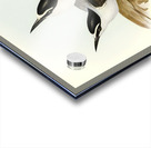 Panayan Tern Onychoprion Panaya illustrated by Elizabeth Gould 1804–1841 for John Gould’s 1804-1881 Birds of Australia  Acrylic print