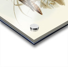 Bartrams Sandpiper Actiturus Bartramius illustrated by Elizabeth Gould 1804–1841 for John Gould’s 1804-1881 Birds of Australia  Acrylic print