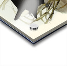 Zure-breasted Porphyrio Porphyrio bellus illustrated by Elizabeth Gould 1804–1841 for John Gould’s 1804-1881 Birds of Australia  Acrylic print