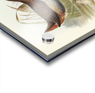 Rufous-vented Gallinule Gallinula ruficrissa illustrated by Elizabeth Gould 1804–1841 for John Gould’s 1804-1881 Birds of Australia  Acrylic print