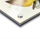 Spotless Gallinule Porzana immaculata illustrated by Elizabeth Gould 1804–1841 for John Gould’s 1804-1881 Birds of Australia  Acrylic print