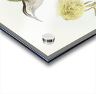 Lunulated Wattle Bird Anthochaera lunulata illustrated by Elizabeth Gould 1804–1841 for John Gould’s 1804-1881 Birds of Australia  Acrylic print