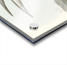 Marsh Tern Hydrochelidon fluviatilis illustrated by Elizabeth Gould 1804–1841 for John Gould’s 1804-1881 Birds of Australia  Acrylic print