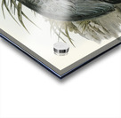 Cereopsis Goose Cereopsis Novae-Hollandiae illustrated by Elizabeth Gould 1804–1841 for John Gould’s 1804-1881 Birds of Australia  Acrylic print