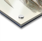 Black-billed Tern Sterna melanorhyncha illustrated by Elizabeth Gould 1804–1841 for John Gould’s 1804-1881 Birds of Australia  Acrylic print