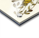 Varied Honey-eater Ptilotis versicolor illustrated by Elizabeth Gould 1804–1841 for John Gould’s 1804-1881 Birds of Australia  Acrylic print