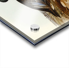 Australian Shoveller Spatula Rhynchotis illustrated by Elizabeth Gould 1804–1841 for John Gould’s 1804-1881 Birds of Australia  Acrylic print