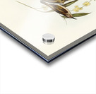 Brown Honey-eater Glyciphila ocularis illustrated by Elizabeth Gould 1804–1841 for John Gould’s 1804-1881 Birds of Australia  Acrylic print