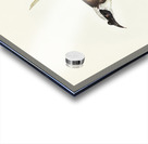 Silvery-crowned Friar Bird Tropidorhynchus argenticeps illustrated by Elizabeth Gould 1804–1841 for John Gould’s 1804-1881 Birds of Australia  Acrylic print