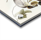 Friar Bird Tropidorhynchus corniculatus illustrated by Elizabeth Gould 1804–1841 for John Gould’s 1804-1881 Birds of Australia  Acrylic print