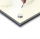 Brown’s Wren alurus Brownii illustrated by Elizabeth Gould 1804–1841 for John Gould’s 1804-1881 Birds of Australia  Acrylic print