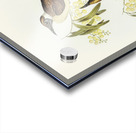 Yellow-throated Friar Bird Tropidorhynchus citreogularis illustrated by Elizabeth Gould 1804–1841 for John Gould’s 1804-1881 Birds of Australia  Acrylic print