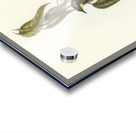 Yellow-throated Honey-eater Ptilotis flavigula illustrated by Elizabeth Gould 1804–1841 for John Gould’s 1804-1881 Birds of Australia  Acrylic print